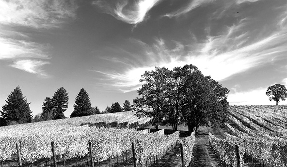 Vineyard under a dramatic sky