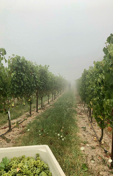 Freshly picked grapes in a foggy vineyard