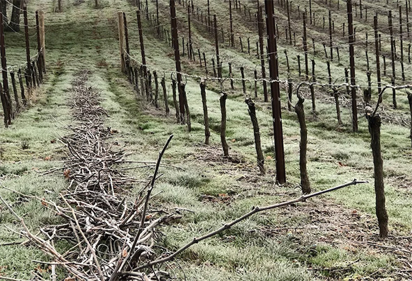 Bare vines