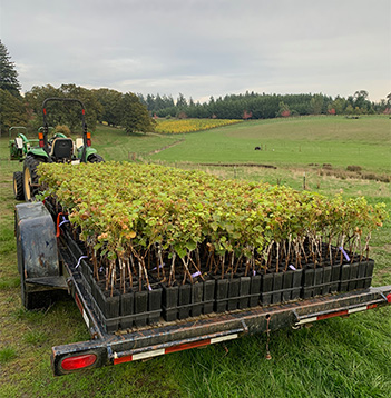 Trailer full of young vines ready to be planted