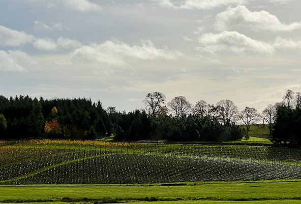 Newly planted lower vineyard