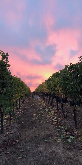 Looking down a vineyard row under a pink and lilac sky