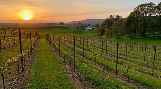 Middle vineyard at sunset