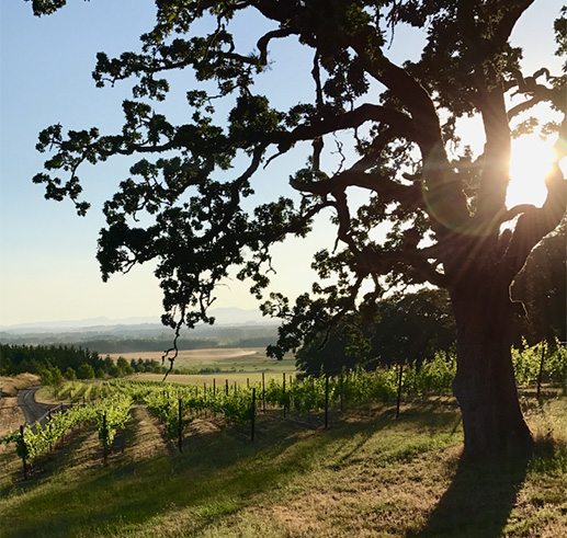 Large tree bordering the middle vineyard