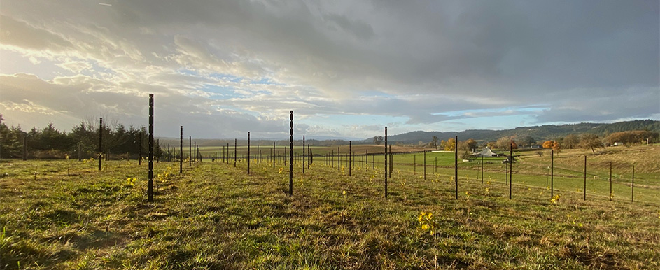La Chouette Lower Vineyard under a grey sky